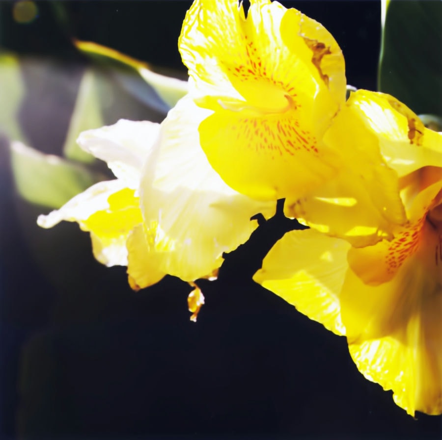photograph of a yellow flower. it looks like orchids